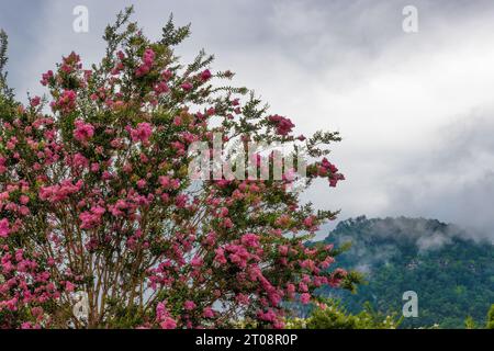 Myrte de crêpe en fleurs sous un ciel nuageux à Lake Lure, Caroline du Nord. Banque D'Images