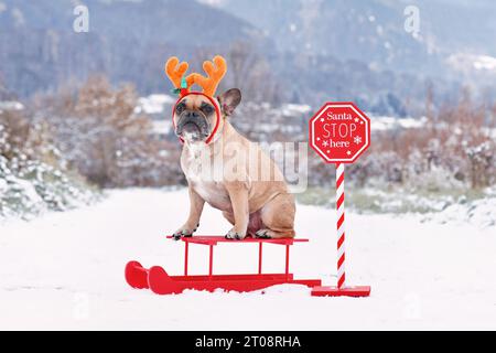 Chien Bulldog français avec des bois en costume de renne assis sur un traîneau à côté du panneau Santa Stop dans le paysage hivernal Banque D'Images