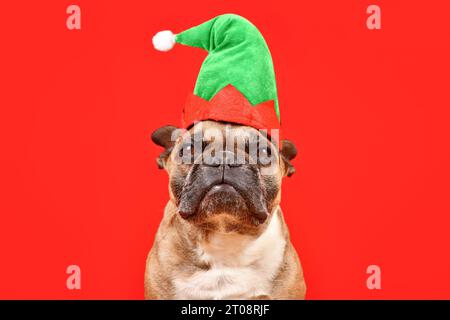 Chien Bulldog français habillé avec le chapeau de costume d'elfe de Noël devant le fond rouge Banque D'Images