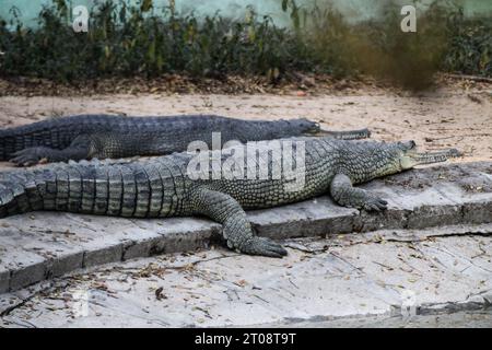 Des crocodiles dorment Banque D'Images