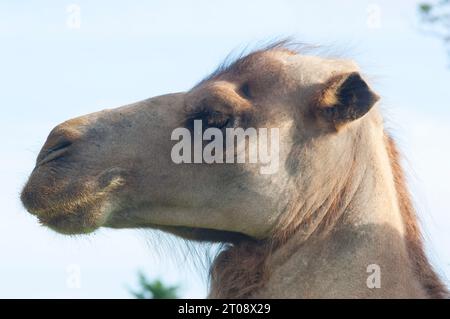 Gros plan d'un visage de chameau photographié dans une ferme au Royaume-Uni - John Gollop Banque D'Images