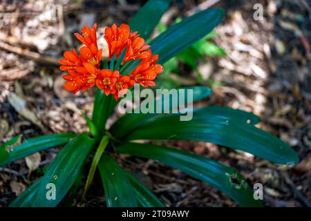 Clivia miniata (Kafir Lys) fleur en fleurs Banque D'Images