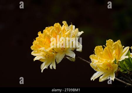 Azalée jaune, Rhododendron luteum. Plante à fleurs avec de grandes fleurs jaunes. Fleurs jaunes gros plan sur un fond sombre. Banque D'Images