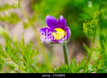 Fleur violette du Pasqueflower. Gros plan de la plante à fleurs. Pulsatilla grandis. Banque D'Images