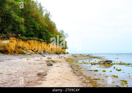 Vue sur la côte escarpée à Gollwitzer Strand. Plage naturelle près de Gollwitz dans la réserve naturelle de l'île de Poel. Paysage à la mer Baltique. Banque D'Images