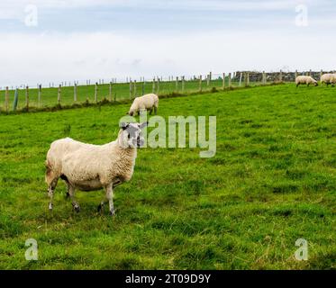 Un mouton au visage noir et blanc paissant dans un champ vert regardant vers l'avenir Banque D'Images