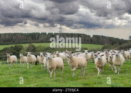 troupeau de moutons dans le champ en tempête Banque D'Images