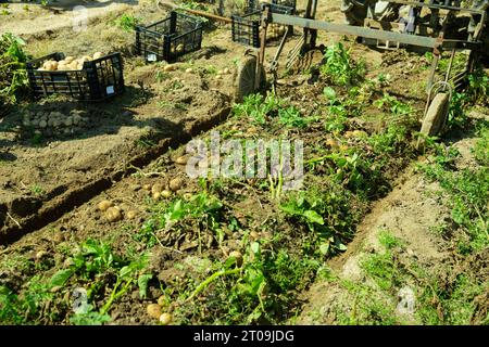 La récolteuse de pommes de terre creuse les pommes de terre mûres sur le terrain Banque D'Images