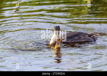 Gros plan de chasse Grebe, Podiceps cristatus, avec une écrevisse des marais rouges, Procambarus clarkii, comme proie et essayant de briser le homard en morceaux Banque D'Images