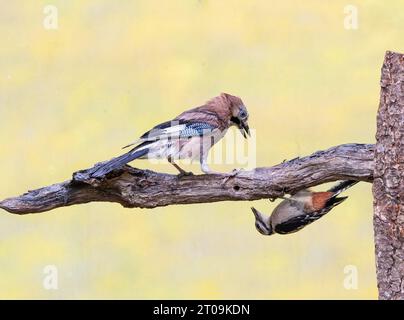 Un jay avec un grand pic taché sur une branche avec de la nourriture pour oiseaux argumentent sur qui est à la mangeoire le jay a une attitude menaçante et le woo Banque D'Images