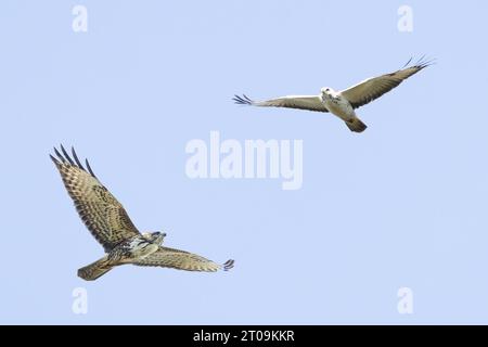 Gros plan de deux buzzard commun circulaire, Buteo buteo, un principalement blanc et un brun et blanc marbré sur un fond clair, voire gris Banque D'Images