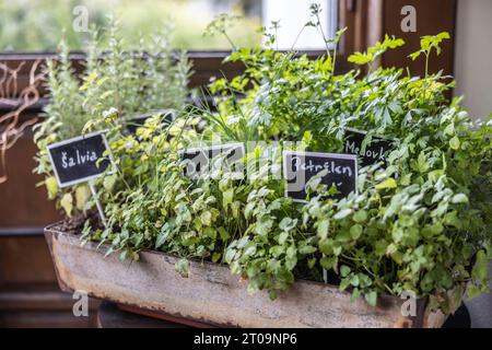 Diverses herbes dans un pot de fleurs, romarin, persil, sauge, basilic et autres. Banque D'Images