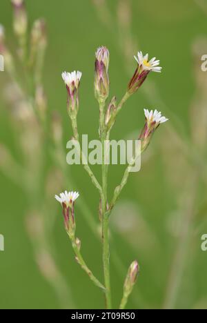 Aster de marais salants - Symphytotrichum squamatum Banque D'Images