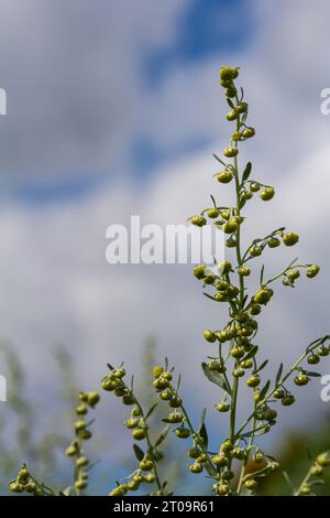 Feuilles gris vert d'wormwood avec de belles fleurs jaunes. Artemisia absinthium absinthium, plante à fleurs d'absinthe d'absinthe, gros plan macro. Banque D'Images