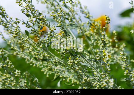 Feuilles gris vert d'wormwood avec de belles fleurs jaunes. Artemisia absinthium absinthium, plante à fleurs d'absinthe d'absinthe, gros plan macro. Banque D'Images