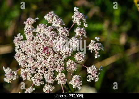 Daucus carota connu sous le nom de plante sauvage de floraison de carotte. Banque D'Images