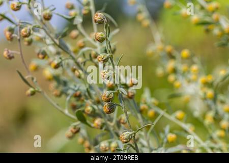 Feuilles gris vert d'wormwood avec de belles fleurs jaunes. Artemisia absinthium absinthium, plante à fleurs d'absinthe d'absinthe, gros plan macro. Banque D'Images