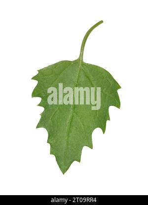 Goosefoot à feuilles d'ortie - Chenopodium murale Banque D'Images