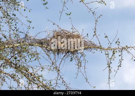 Le Buffalo-Weaver à tête blanche construit son nid à l'intérieur d'une barrière protectrice d'épines piquées de branches d'acacia. Le nid est accessible par un tunnel. Banque D'Images