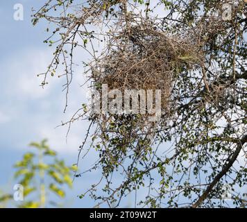 Le Buffalo-Weaver à tête blanche construit son nid à l'intérieur d'une barrière protectrice d'épines piquées de branches d'acacia. Le nid est accessible par un tunnel. Banque D'Images