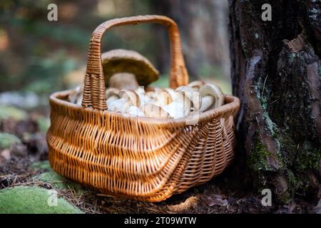 Panier avec des champignons porcini comestibles dans la forêt près du vieux pin. Boletus edulis. Cueillette des champignons en forêt Banque D'Images