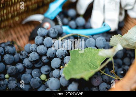 Grappes de raisins bleus frais dans le panier dans le vignoble en gros plan Banque D'Images