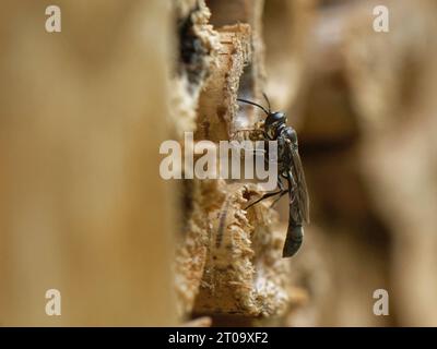 Guêpe à cornes de bois (Trypoxylon clavicerum) au nid dans un hôtel à insectes avec une boule de boue tenue dans ses pattes avant pour sceller le nid avec, UK. Banque D'Images