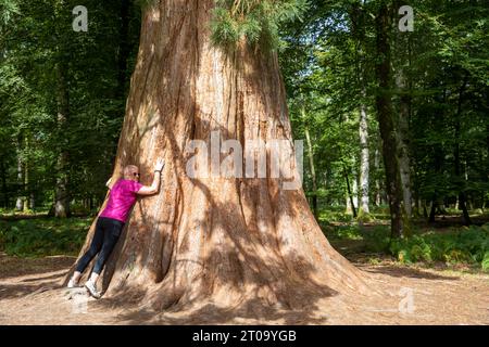 Tall Trees Trail New Forest modèle libéré femme dame embrasse l'un des séquoias géants Sequoiadendron giganteum, Brockenhurst, Angleterre, Royaume-Uni Banque D'Images