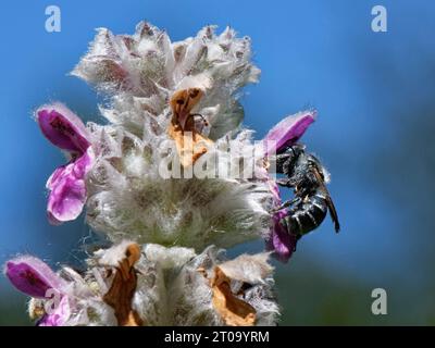 Nectaring d'abeille maçon bleue (Osmia caerulescens) d'une fleur d'oreille d'agneau (Stachys byzantina) dans un parterre de fleurs de jardin, Wiltshire, Royaume-Uni, juillet. Banque D'Images