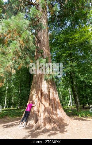 Le modèle Tall Trees Trail New Forest a publié femme femme embrasse l'un des séquoias géants Sequoiadendron giganteum, Brockenhurst, Hampshire, Angleterre, Royaume-Uni Banque D'Images