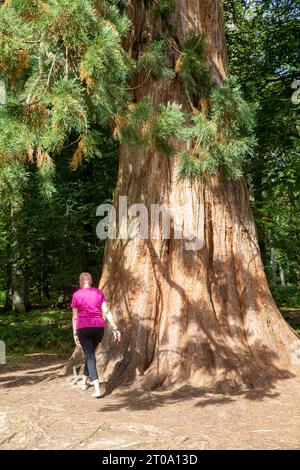 Tall Trees Trail New Forest modèle libéré femme dame embrasse l'un des séquoias géants Sequoiadendron giganteum, Brockenhurst, Angleterre, Royaume-Uni Banque D'Images