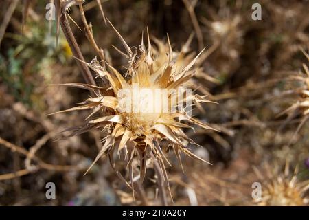 Close-up d'une tête de fleur de chardon sèche et épineuse dans un champ méditerranéen brûlé par le soleil pendant la saison sèche. Banque D'Images