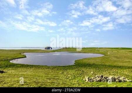 Sea Arch Dore Holm à Stennes, Eshaness, îles Shetland Banque D'Images