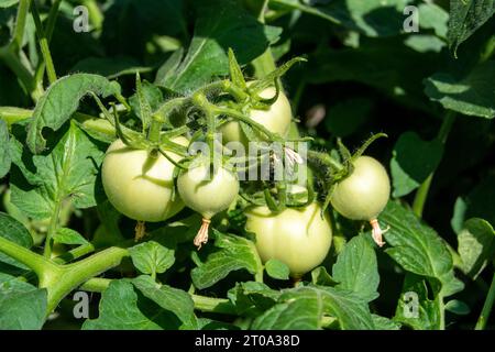 Tomates verdes madurando Banque D'Images