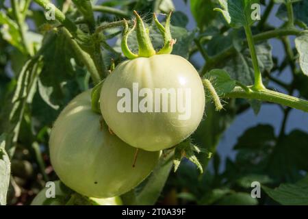 Tomates verdes madurando Banque D'Images