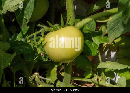 Tomates verdes madurando Banque D'Images