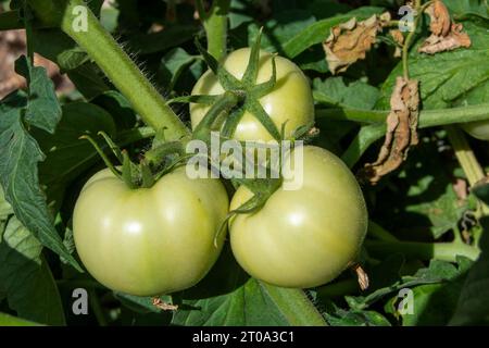 Tomates verdes madurando Banque D'Images