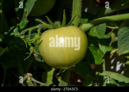 Tomates verdes madurando Banque D'Images