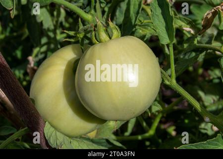 Tomates verdes madurando Banque D'Images