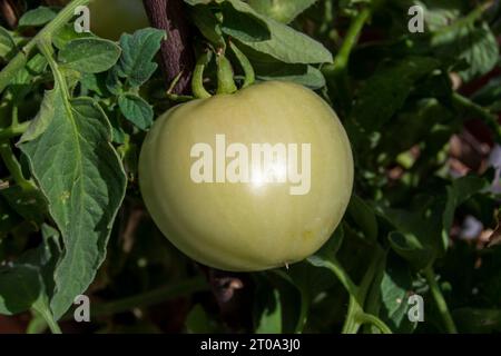 Tomates verdes madurando Banque D'Images