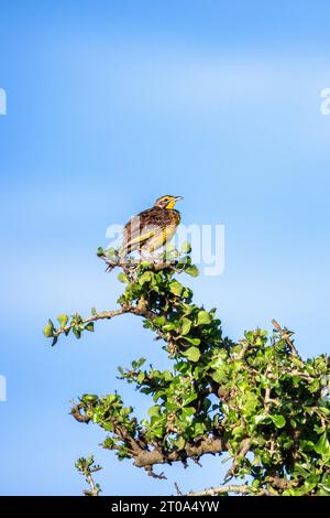 Macronyx croceus, adulte mâle à gorge jaune, perchée dans un acacia dans le Masai Mara, Kenya.Fond bleu ciel avec espace pour le texte. Banque D'Images