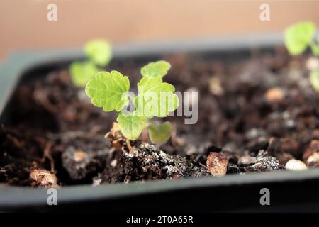 Petit semis d'herbe à chat dans un pot avec de la terre, gros plan. Macro de plantes de pinçage pour chat plantées pour les chats qui aiment manger, mâcher, frotter et rouler sur les feuilles. Également connu Banque D'Images