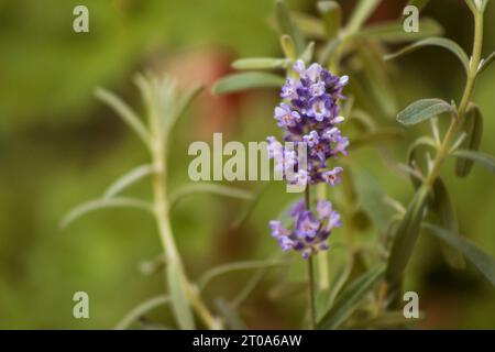 Plante de fleur de lavande (Lavandula angustifolia) dans un jardin Banque D'Images