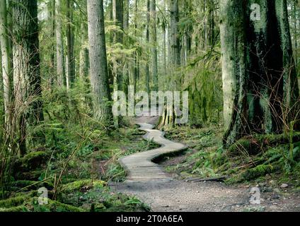 Sentier de randonnée en bois dans la forêt de North Vancouver, BC, Canada. Sentier de promenade encadrée de nombreux grands arbres, tels que le sapin de Douglas, Hemlock Banque D'Images