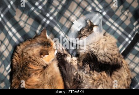 Chat senior avec cône sur la tête câlinant avec jeune chat femelle, tout en se faisant face. chat tabby de 15 ans et chat calico de 3 ans. Concept pour bes Banque D'Images