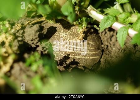 Le radis noir pousse dans la ferme, les plantes récoltent le jardin de verger en croissance. Banque D'Images