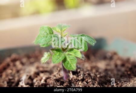 Jeunes plants de tomates s'acclimatant ou durcissant au soleil et à la température dans le jardin. Gros plan des semis de Red Robin Tomato dans un petit pot, bientôt r Banque D'Images