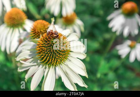 Makro d'abeille de miel recueillant le nectar et le pollen sur la fleur blanche avec le centre jaune. Fleurs d'échinacée. Arrière-plan de la nature. Banque D'Images