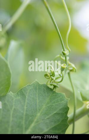 Les nœuds de vrilles de vigne des plantes sont enroulés et enveloppés sans treillis ni structure de support. Feuillage abstrait et défocalisé. Gros plan de pois grimpants ou de sug Banque D'Images