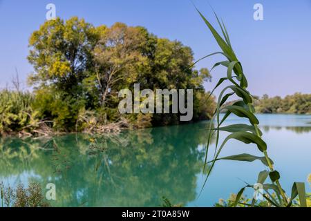 Plan nature de la rivière Tagliamento dans la région de Pertegada dans Frioul-Vénétie Julienne, Italie Banque D'Images